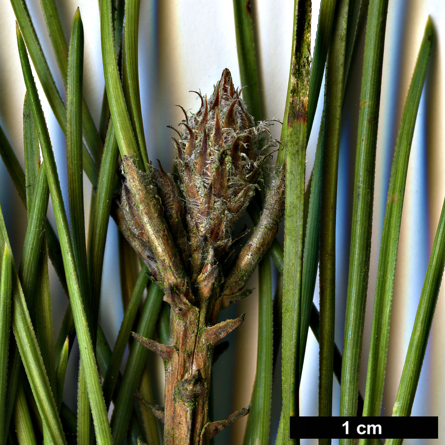 High resolution image: Family: Pinaceae - Genus: Pinus - Taxon: brutia - SpeciesSub: var. eldarica